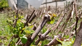 El ministerio de agricultura, ganadería, industria y comercio implementa el primer viñedo estatal para promover la producción vitivinícola