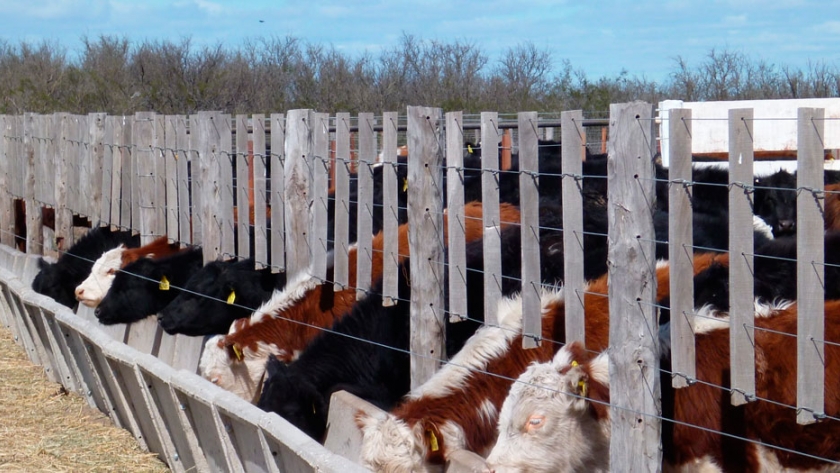 En Río Colorado, el primer feedlot socialista de la Argentina