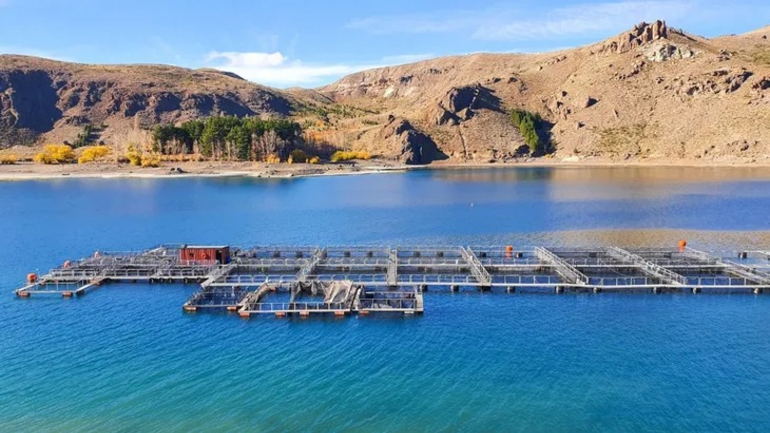 Genética acuícola: el negocio millonario que puede redefinir la producción de proteínas en la Argentina