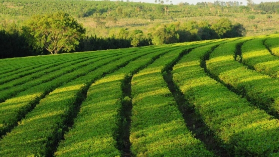 “Es una tormenta perfecta”: Por el aumento exponencial de los rindes y la falta de compradores, los productores de Misiones descartan miles de kilos de té