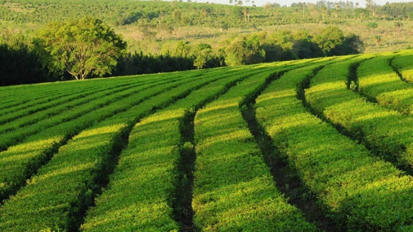 “Es una tormenta perfecta”: Por el aumento exponencial de los rindes y la falta de compradores, los productores de Misiones descartan miles de kilos de té