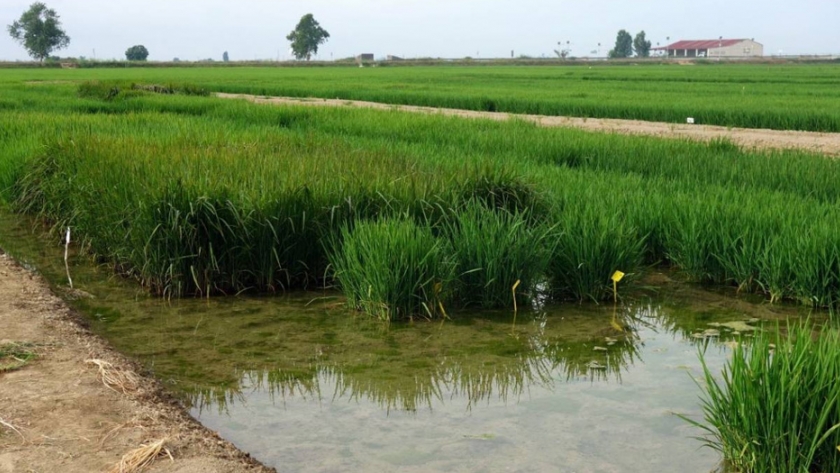 Las plantas de arroz en simbiosis con un hongo se vuelven más resistentes