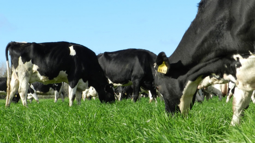 Verdeos de inviernos y pasturas: Análisis de costos de implantación y mantenimiento 2021