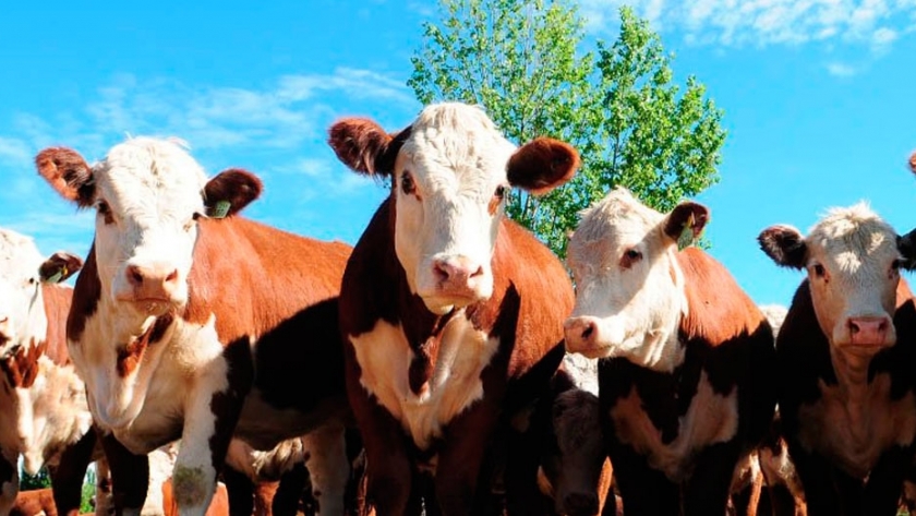 El establecimiento patagónico que logra destetes del 93%