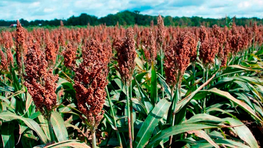 Sorgo: el protagonista en las dietas ganaderas