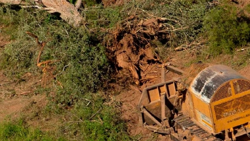 Deforestación, Argentina perdió 2,8 millones de hectáreas de bosques nativos en 12 años
