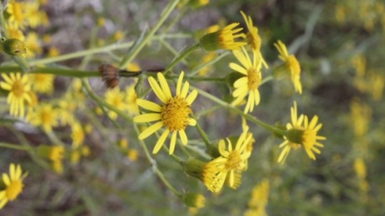 Senecio pterophorus: La margarita de pastizal, una especie en expansión