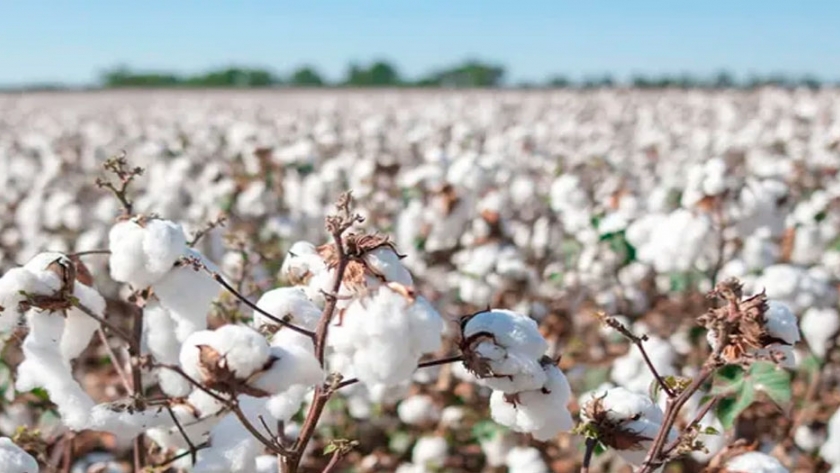 Impulsan un programa de sustentabilidad que puede transformar la industria textil