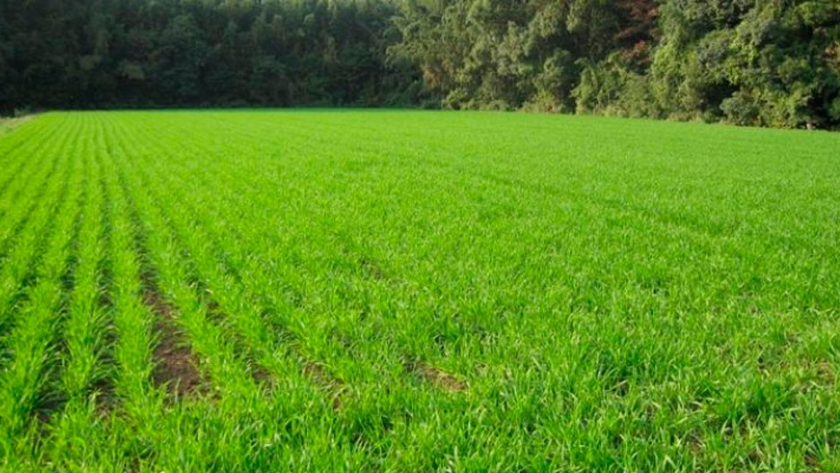 Cebada: el área implantada alcanzó las 900.000 hectáreas