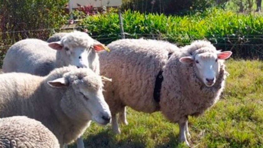 Sheep Uruguay, la tecnología para detectar a distancia si hay un ataque a los ovinos