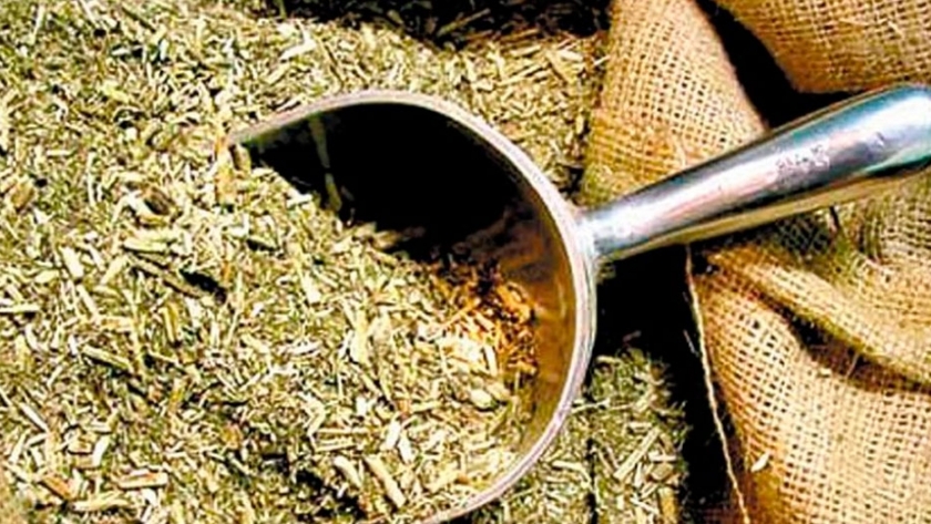 Aumentaron la producción y el consumo de yerba mate en Argentina