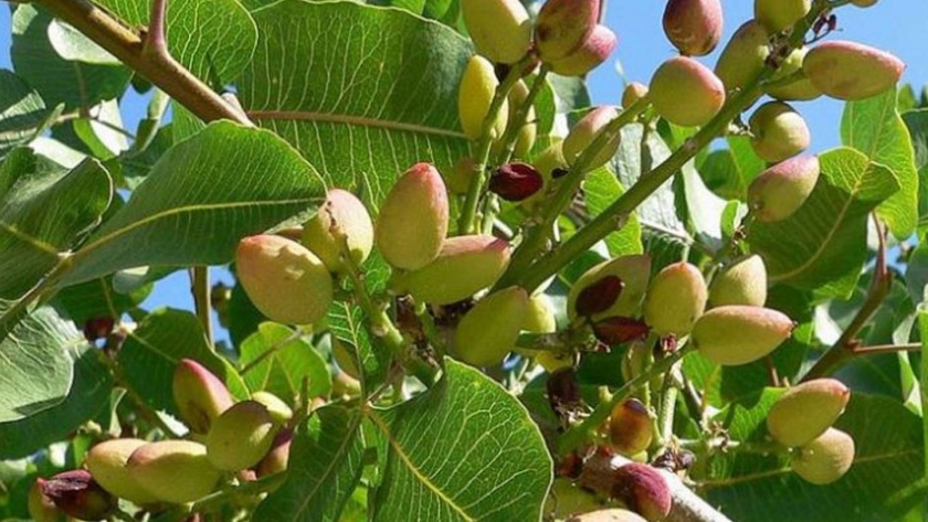 Cultivo del pistacho | Agroempresario.com