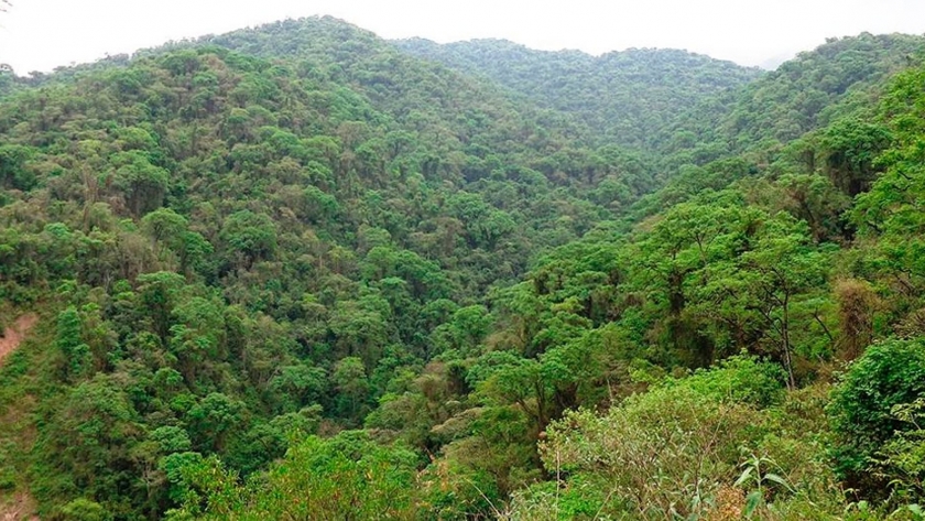 San Luis: actualización y clasificación de bosques nativos