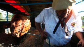 La cabaña correntina Caá Cupé hace historia con su primera exportación a Paraguay