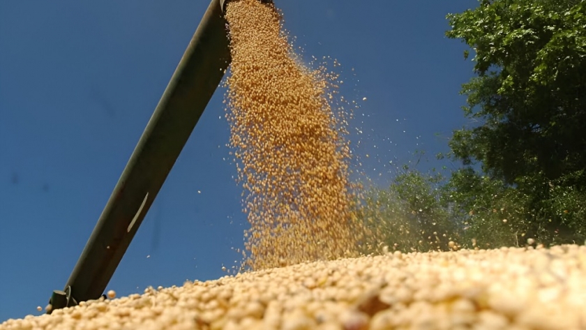 Vicentin: la decisión judicial que define el futuro de la agroexportadora más grande del país