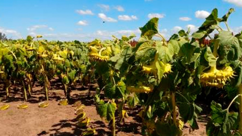 Girasol: se prevén mermas en la cosecha por heladas y falta de lluvias