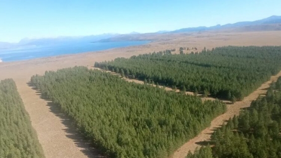 Con monitoreo aéreo evalúan 70 mil hectáreas de plantaciones por el ataque del sirex noctilio, la avispa barrenadora de los pinos