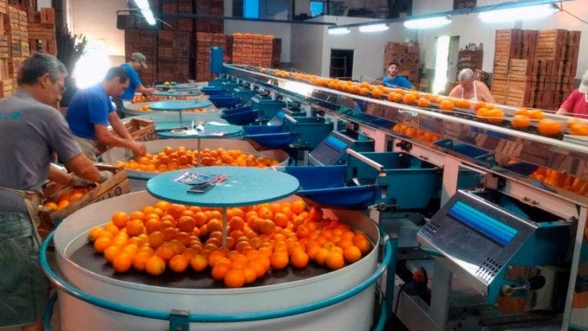 Mensaje de citricultores, produciendo a pleno 