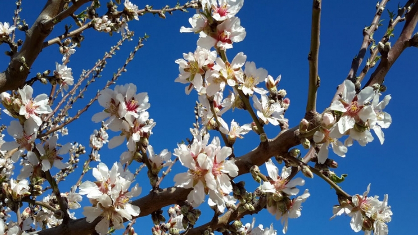 Guía de evaluación de daño por heladas en flores y frutos de almendro