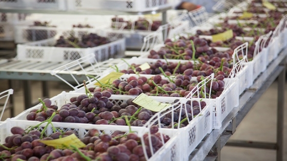 <Por primera vez en 10 años, la provincia de Córdoba exportó uva de mesa a Brasil