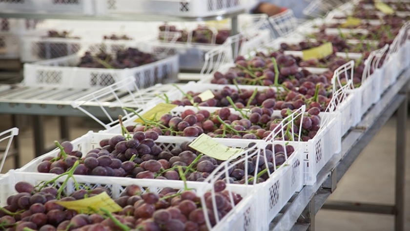 Por primera vez en 10 años, la provincia de Córdoba exportó uva de mesa a Brasil