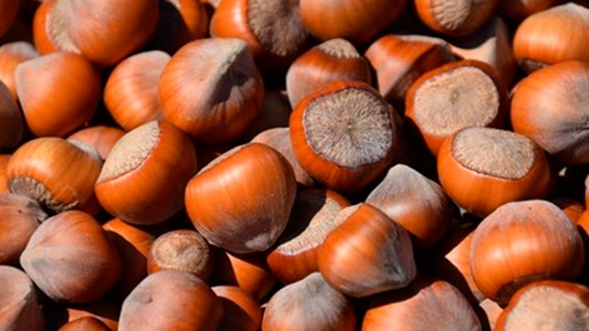 Avellanas: algunas claves para una plantación exitosa