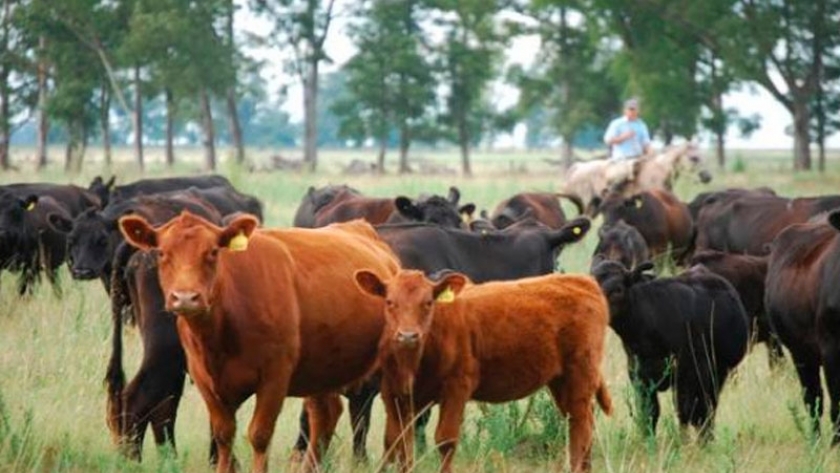La ganadería pastoril neutraliza las emisión de todo el sector agroindustrial argentino