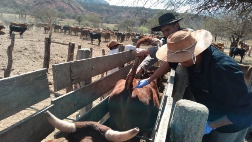 Acciones conjuntas de Senasa y Chicoana para la Agricultura Familiar