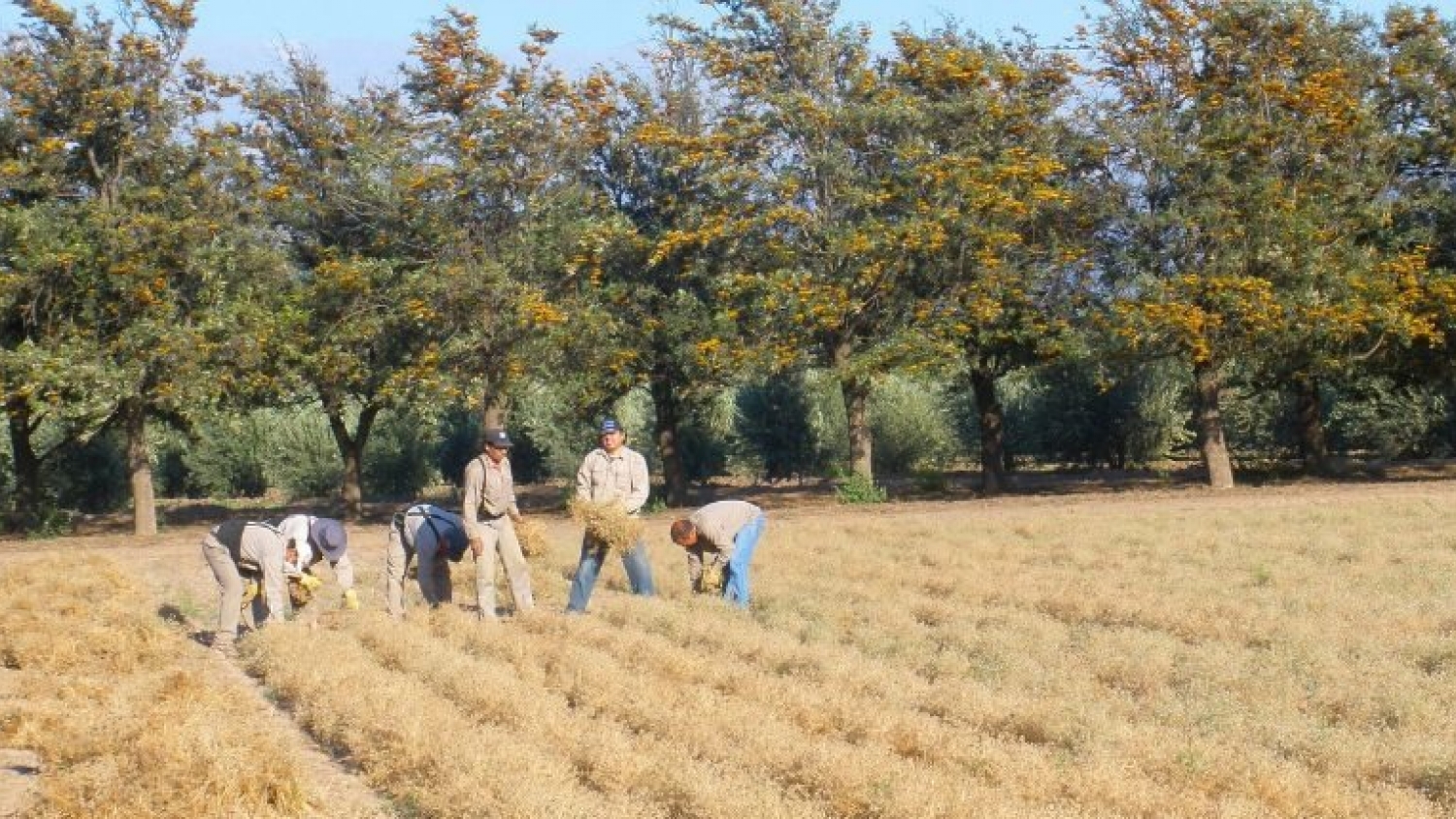 Arauco: apoyo a la producción de comino en La Rioja