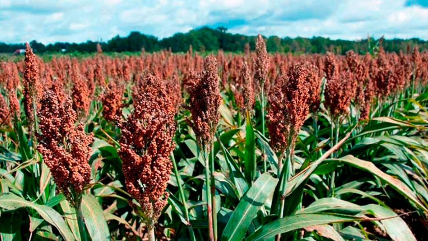 Bioetanol, el sorgo como alternativa en la producción de biocombustible
