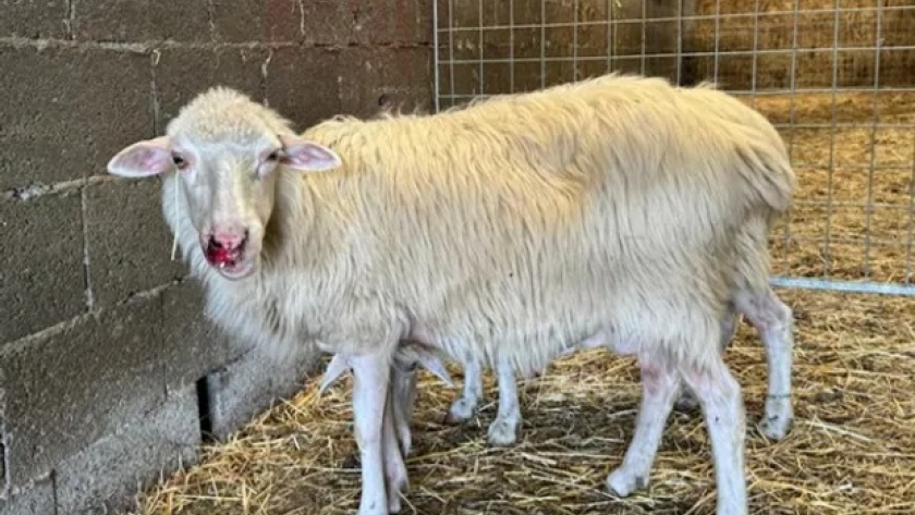 La rara enfermedad que mata a las ovejas en una zona icónica para la cría: 