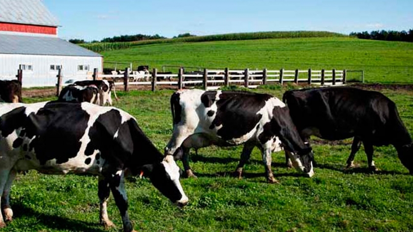 EE.UU.: aumenta la demanda de leche pero sigue sin ser suficiente para el sector 