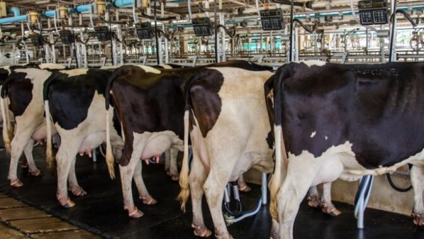 Estado Presente: Brasil lanza un paquete de ayuda para que tamberos e industrias lácteas puedan afrontar una coyuntura difícil