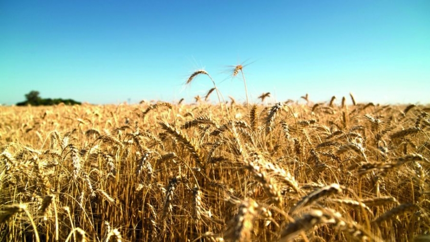 Crece la intención de siembra de trigo en Córdoba