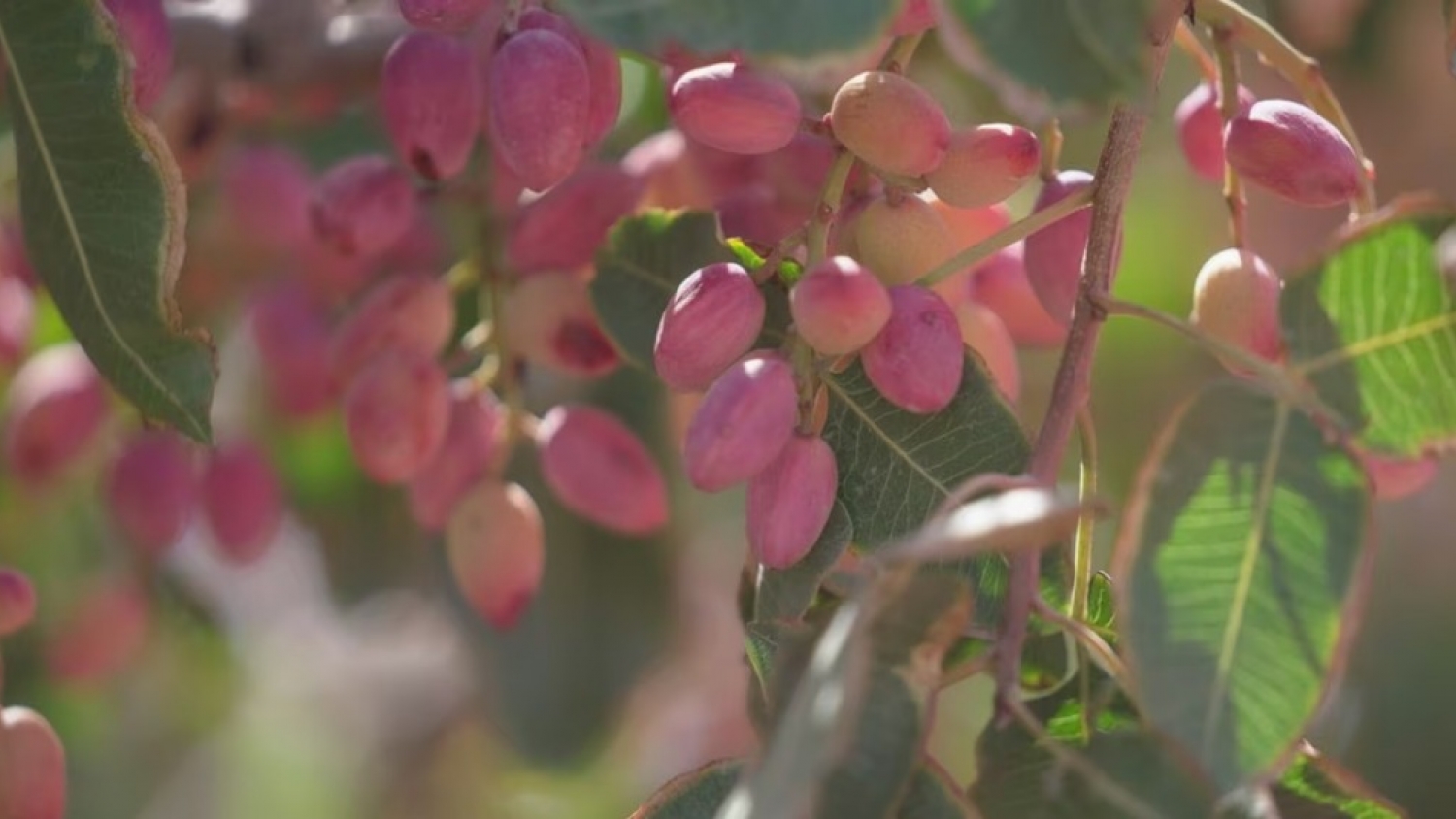 Producción de pistacho en Argentina: crece el negocio en Cuyo
