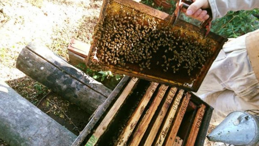 Sistema de vigilancia epidemiológica de enfermedades que impactan negativamente en la producción apícola