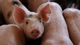 Condiciones de traslado de cerdos domésticos para reproducción procedentes del exterior