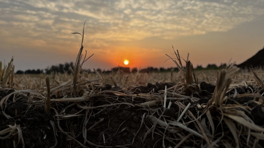 Avances en estudios de remediación de suelos agrícolas de la Argentina