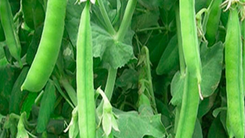 ¿Cómo cultivar Arvejas?