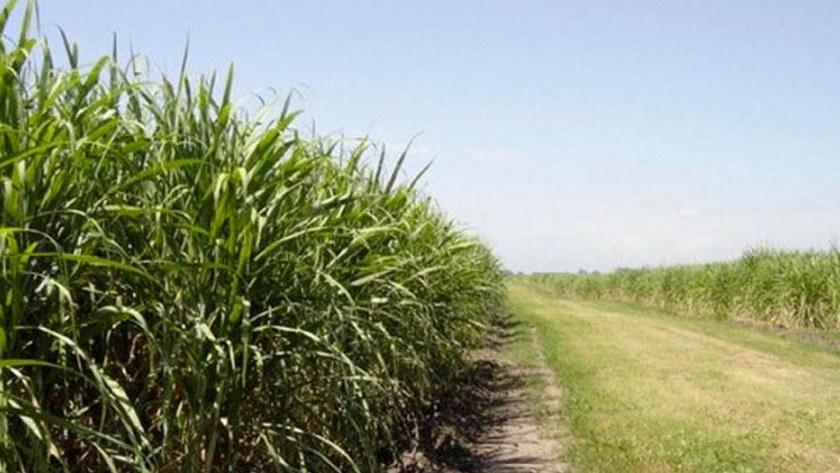 Capacitarán sobre el uso de bioproductos en caña de azúcar