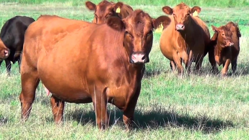 Se creó una confederación para la raza Angus en Latinoamérica