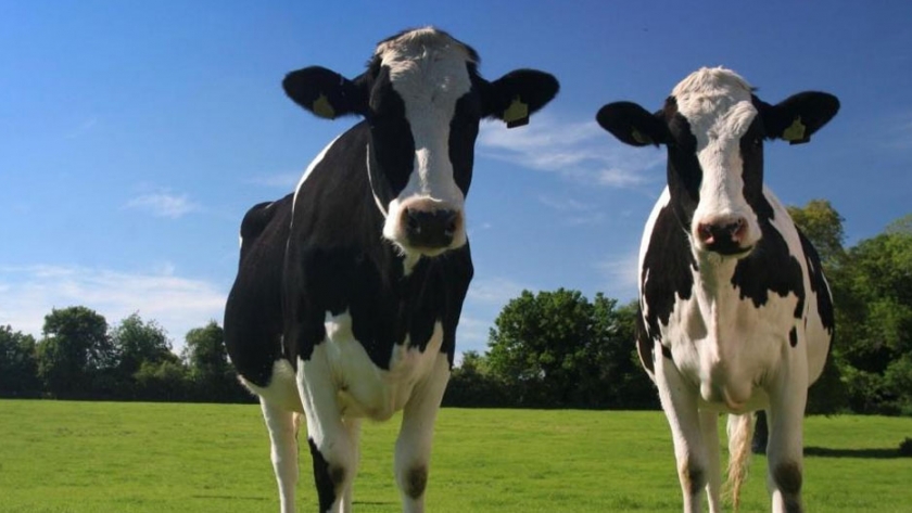 El ganado enloda el camino de Brasil hacia la agricultura sostenible