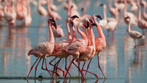 Un rincón marciano en Argentina: flamencos y volcanes en Carachi Pampa