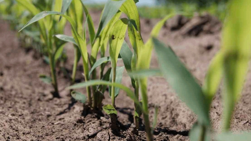 Maíz tardío: ajustar tecnología de manejo según rendimiento potencial del ambiente