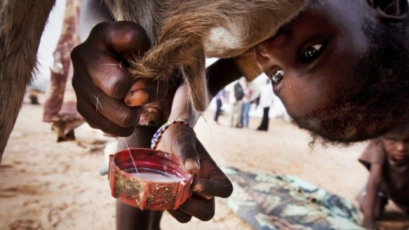La leche más barata del mundo: Antes de la devaluación, un tambero argentino recibía solo 10% de lo que cobraba uno de Ghana