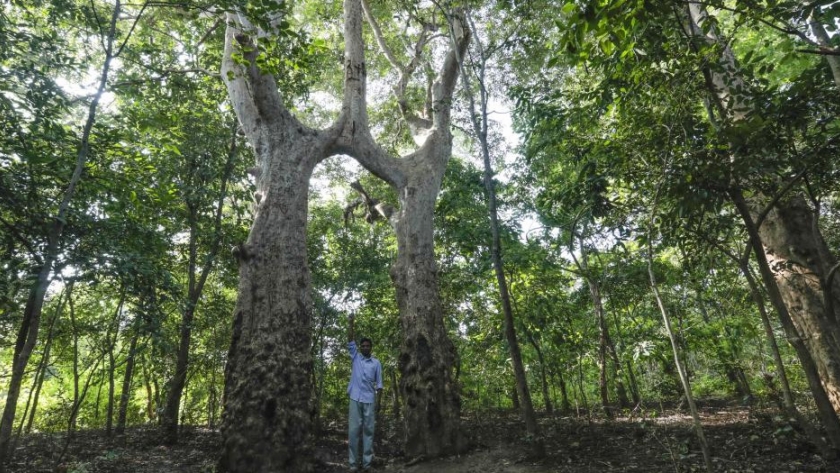 Gobernanza de la biodiversidad: una combinación de conocimientos y ordenación forestal para la distribución de beneficios