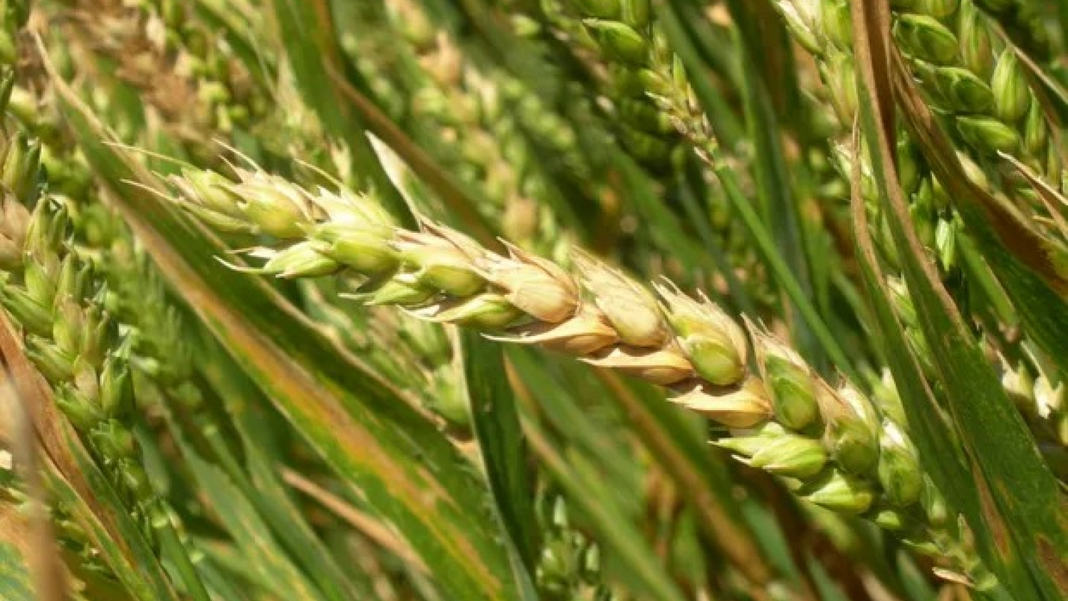Fusarium en trigo: detectaron lotes afectados en el sur de Santa Fe