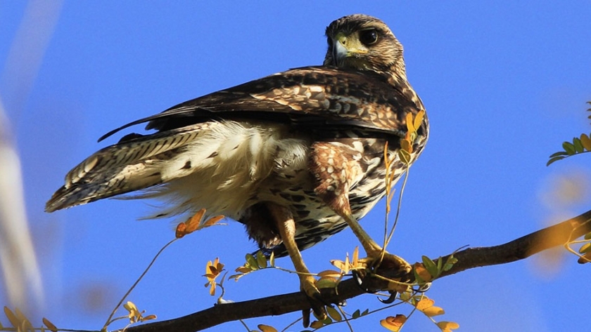 Ambiente liberó aves que se encontraban en rehabilitación