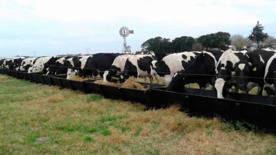 Comederos para vacas de tambo y modelos a medida