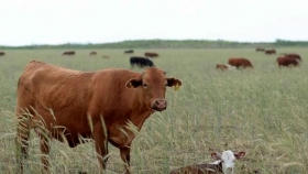 Brucelosis bovina: Nuevo plan para su control y erradicación